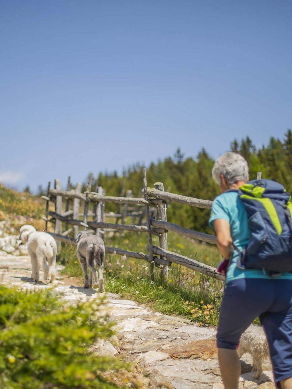 Le vostre vacanze in montagna con il cane Le vostre vacanze in montagna con il cane