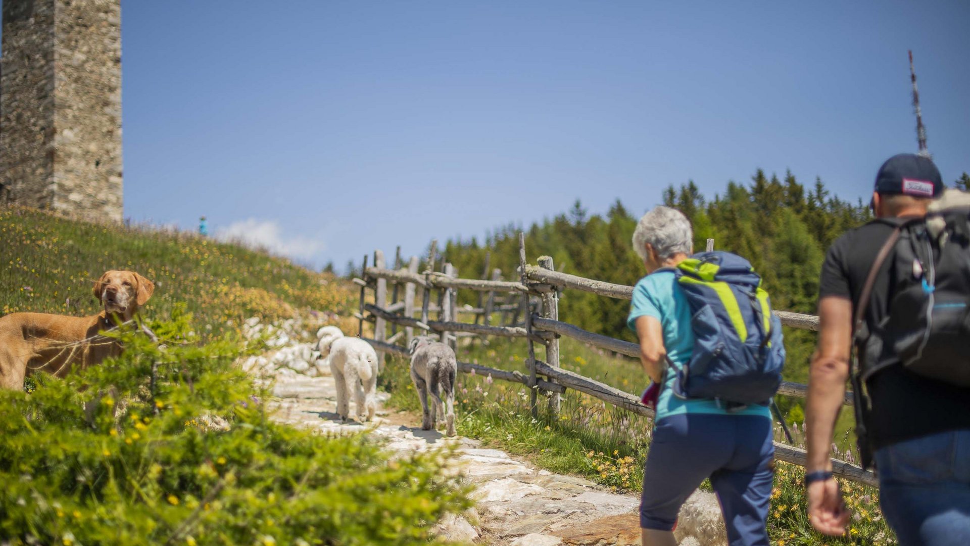 In vacanza nel nostro hotel pet-friendly in Alto Adige In vacanza nel nostro hotel pet-friendly in Alto Adige