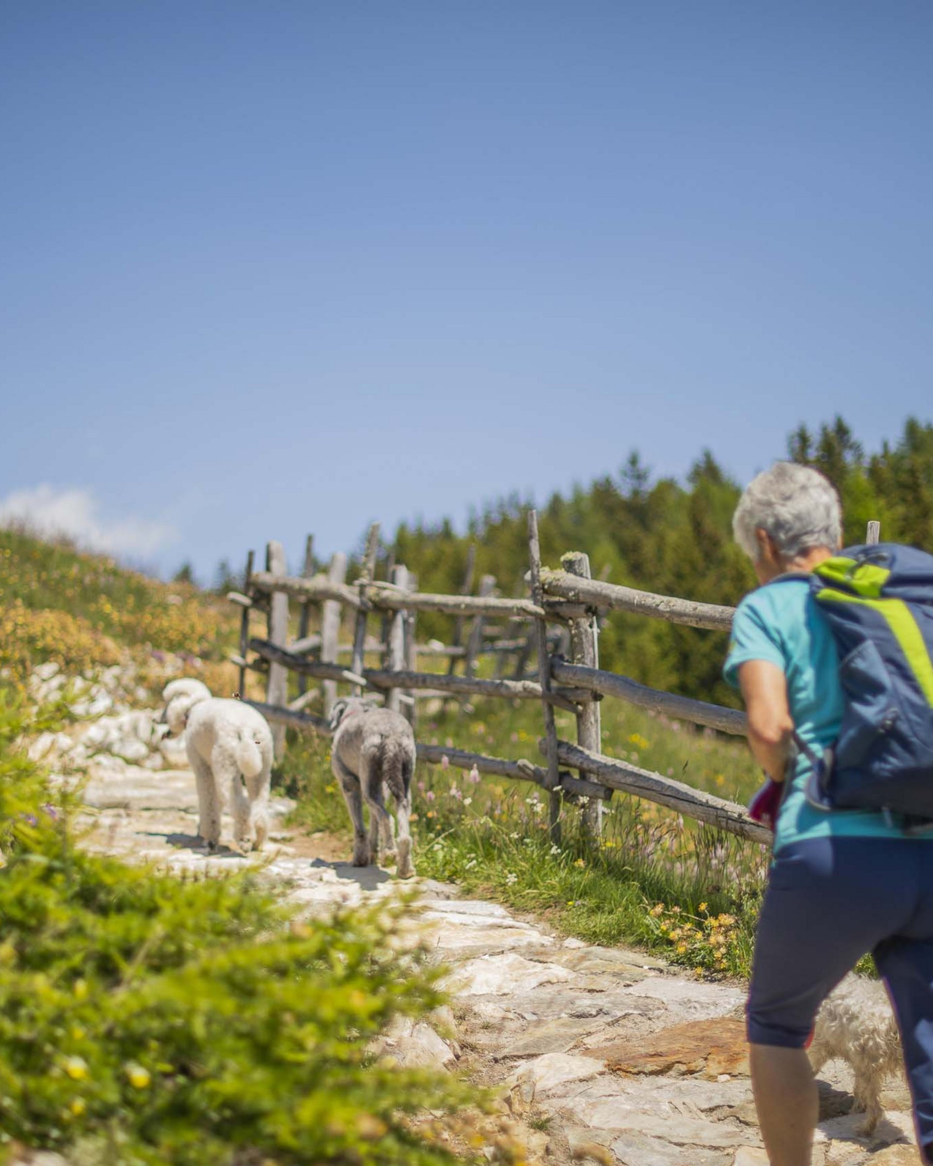 In vacanza nel nostro hotel pet-friendly in Alto Adige In vacanza nel nostro hotel pet-friendly in Alto Adige