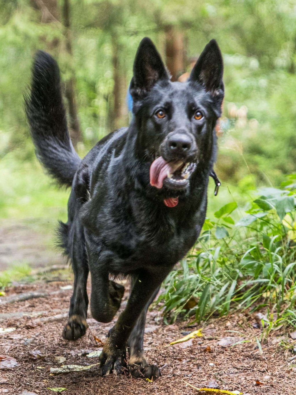 Le vostre vacanze in montagna con il cane Le vostre vacanze in montagna con il cane