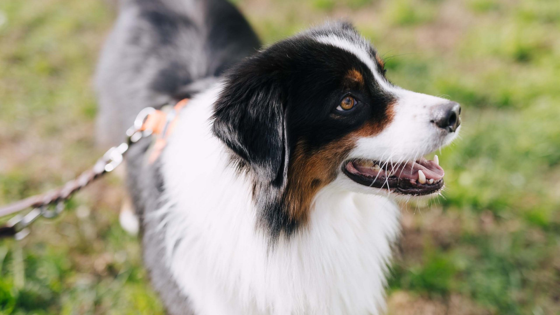 Urlaub mit Hund und Betreuung in Südtirol