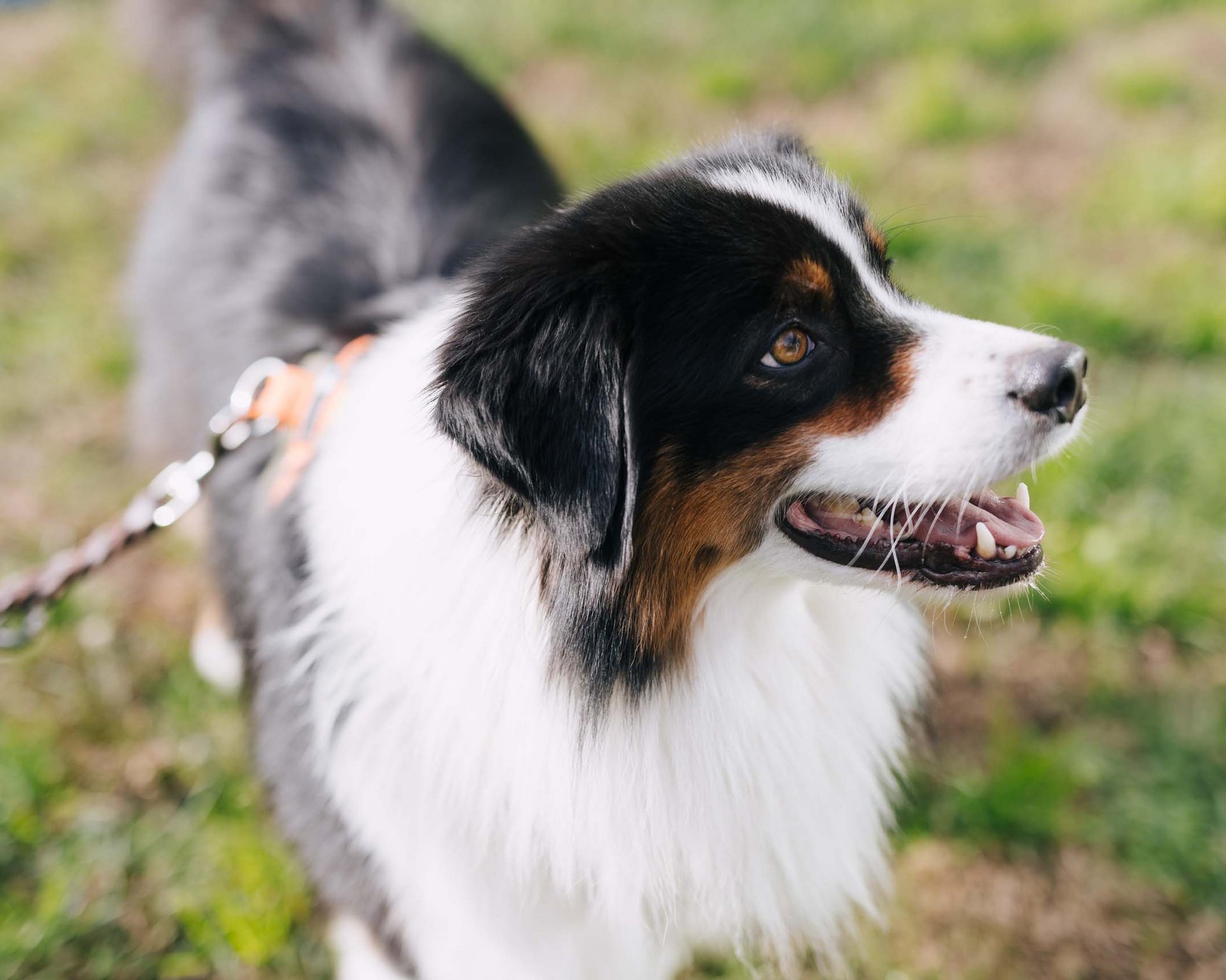 Hotel in montagna con cani ammessi Hotel in montagna con cani ammessi