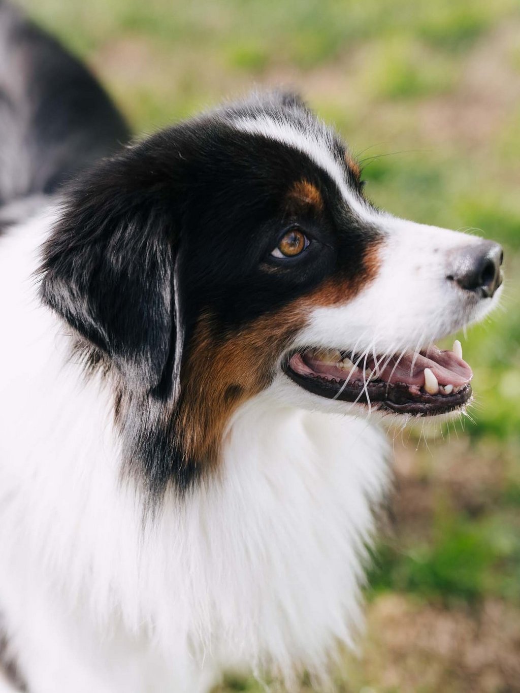 Le vostre vacanze in montagna con il cane Le vostre vacanze in montagna con il cane