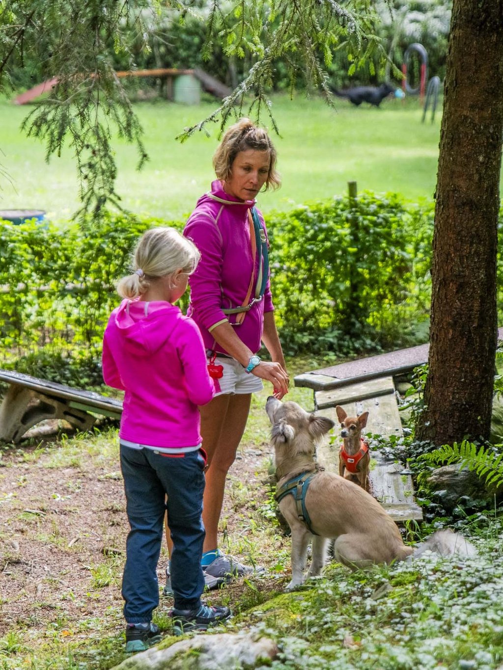 Le vostre vacanze in montagna con il cane Le vostre vacanze in montagna con il cane