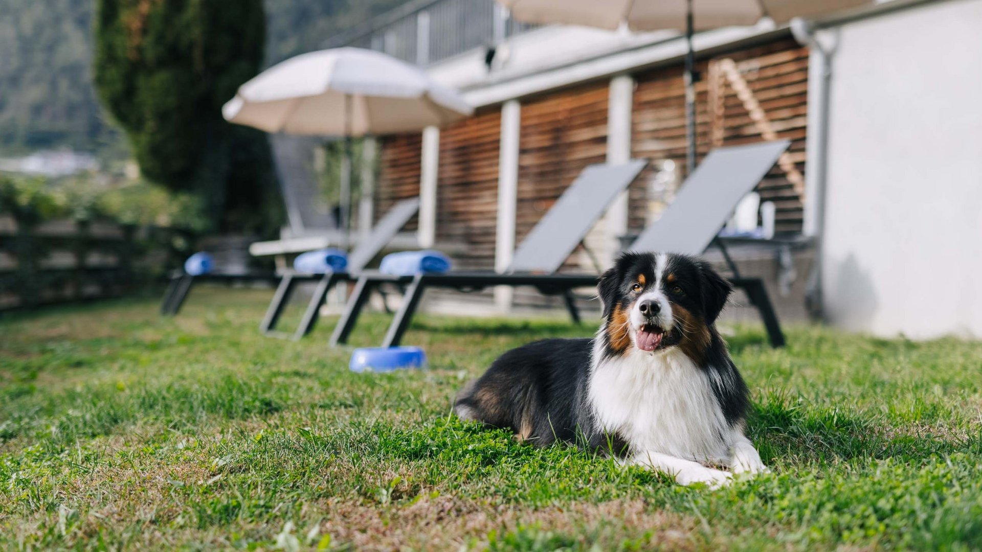 Le vostre vacanze in montagna con il cane Le vostre vacanze in montagna con il cane