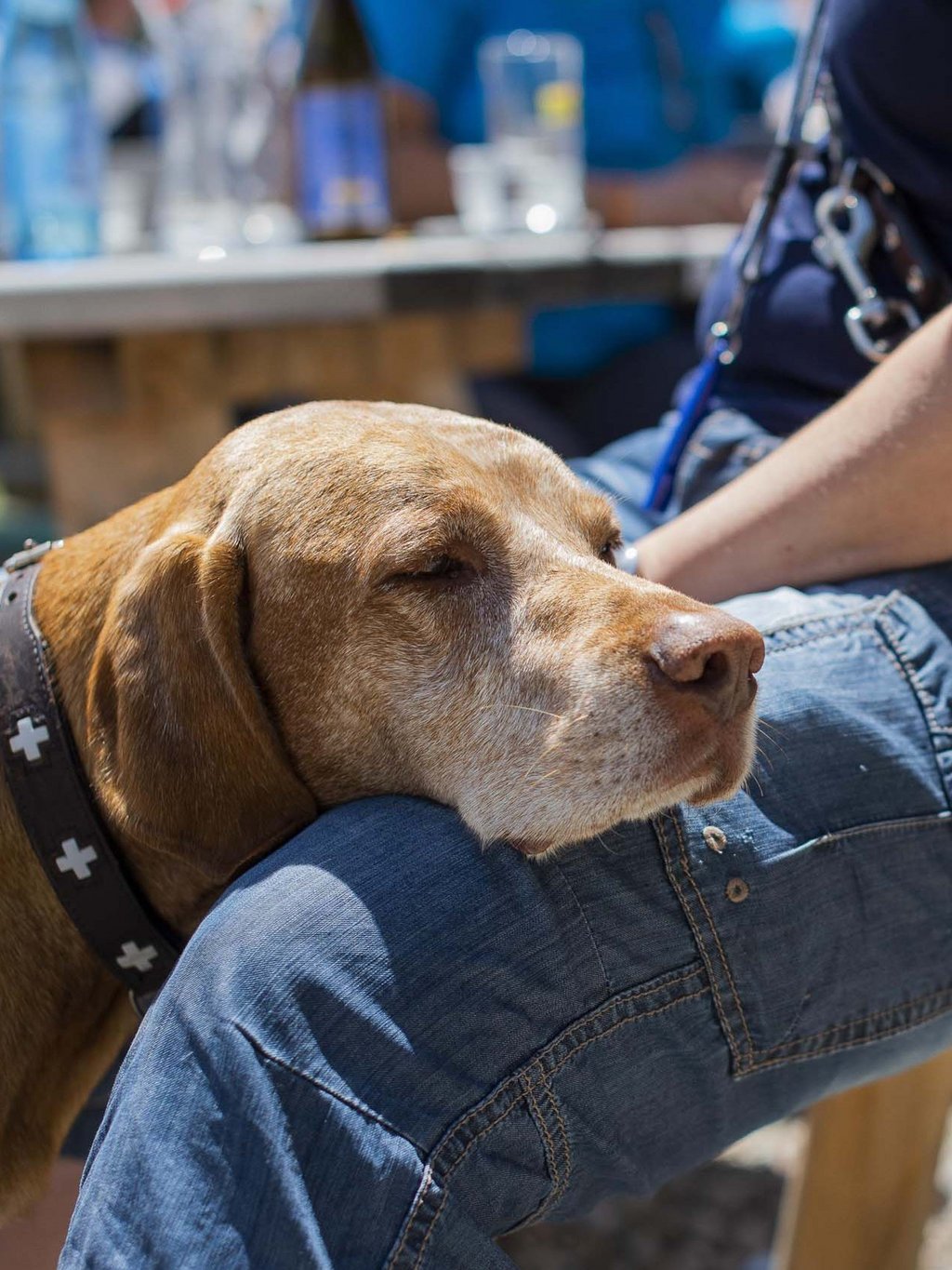 Le vostre vacanze in montagna con il cane Le vostre vacanze in montagna con il cane