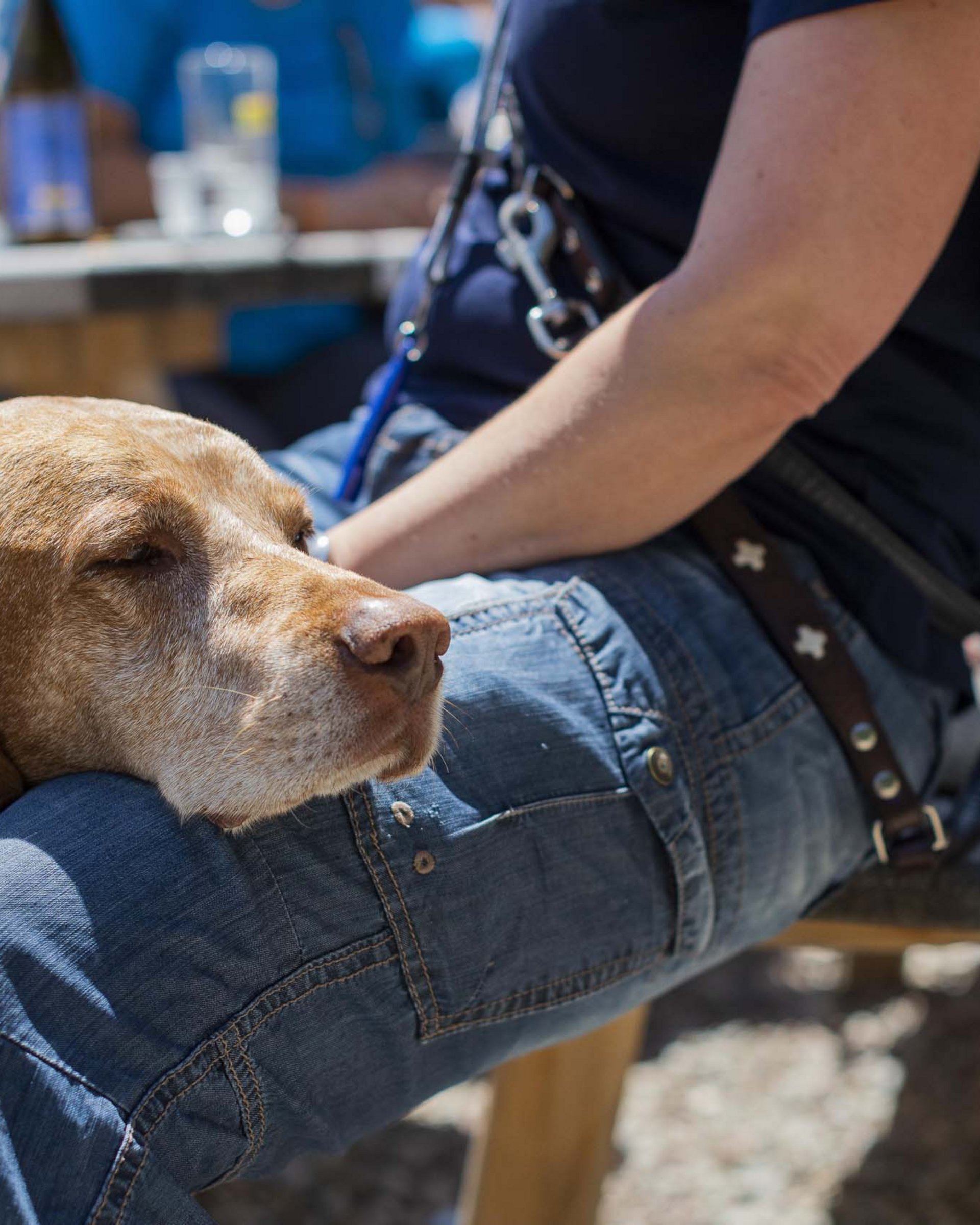 In vacanza nel nostro hotel pet-friendly in Alto Adige In vacanza nel nostro hotel pet-friendly in Alto Adige