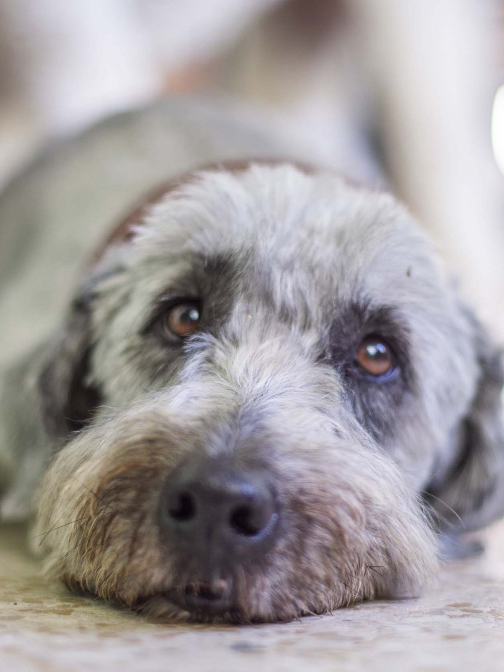 Hotelurlaub mit Hund in Dorf Tirol Hotelurlaub mit Hund in Dorf Tirol