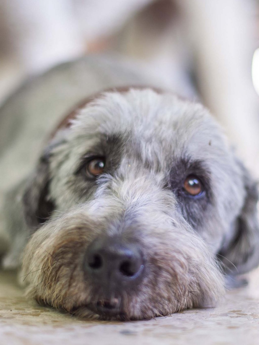 Le vostre vacanze in montagna con il cane Le vostre vacanze in montagna con il cane