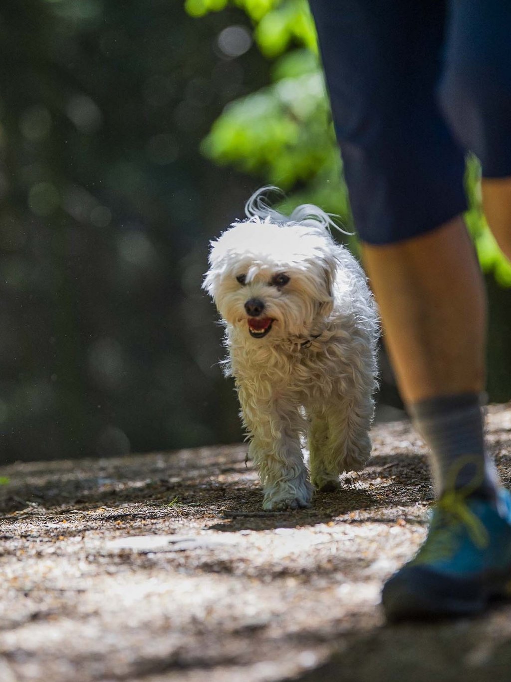Le vostre vacanze in montagna con il cane Le vostre vacanze in montagna con il cane