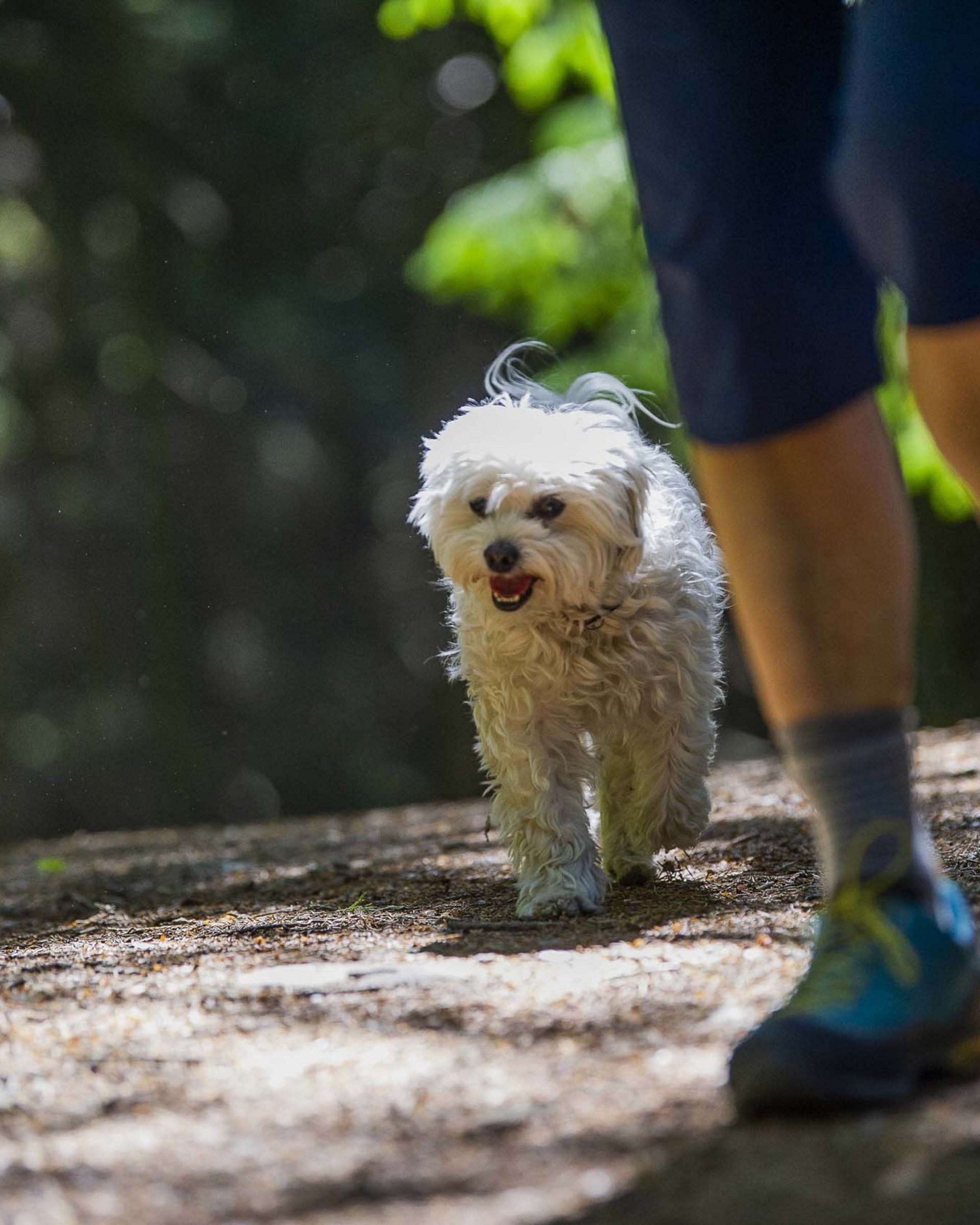 In vacanza nel nostro hotel pet-friendly in Alto Adige In vacanza nel nostro hotel pet-friendly in Alto Adige