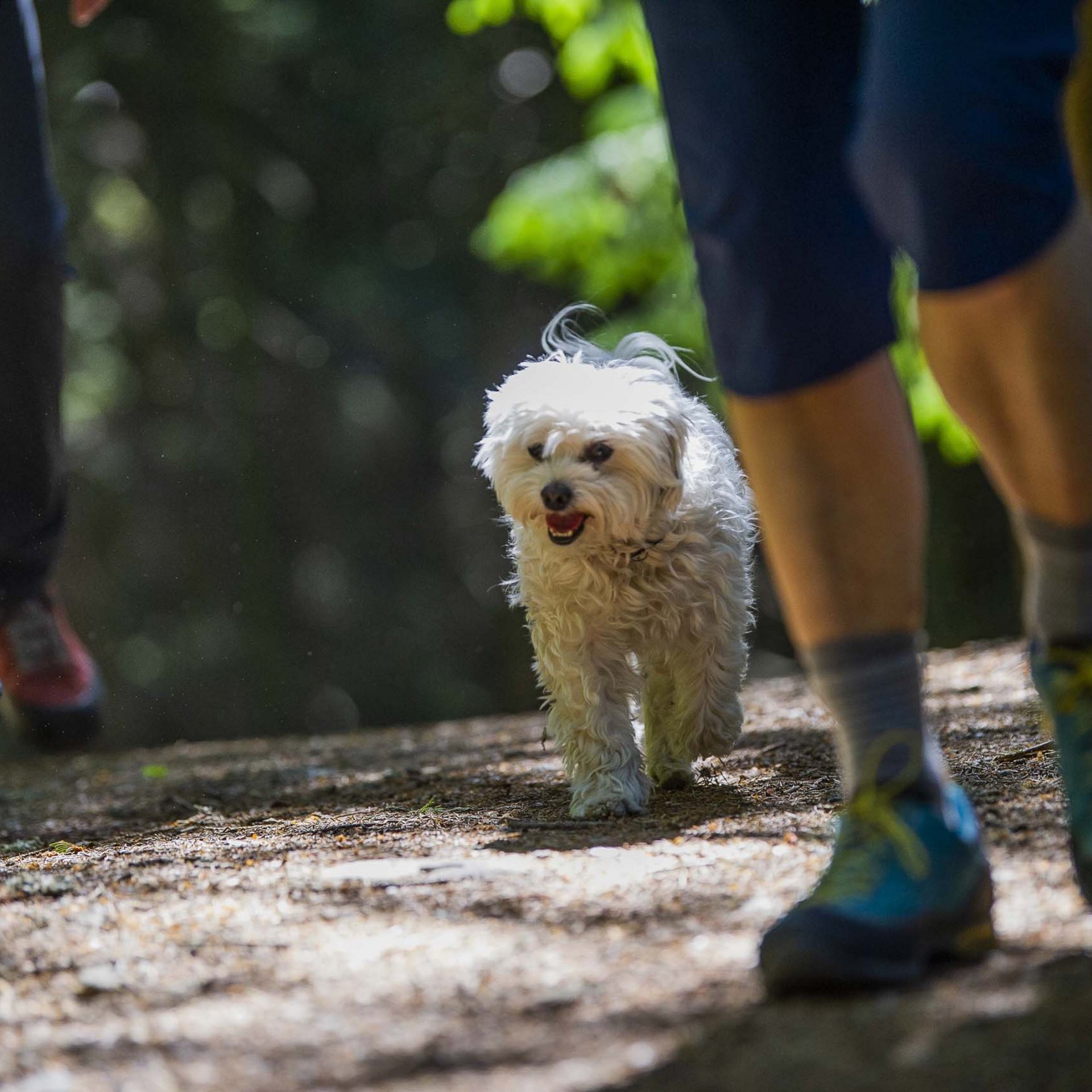 In vacanza nel nostro hotel pet-friendly in Alto Adige In vacanza nel nostro hotel pet-friendly in Alto Adige