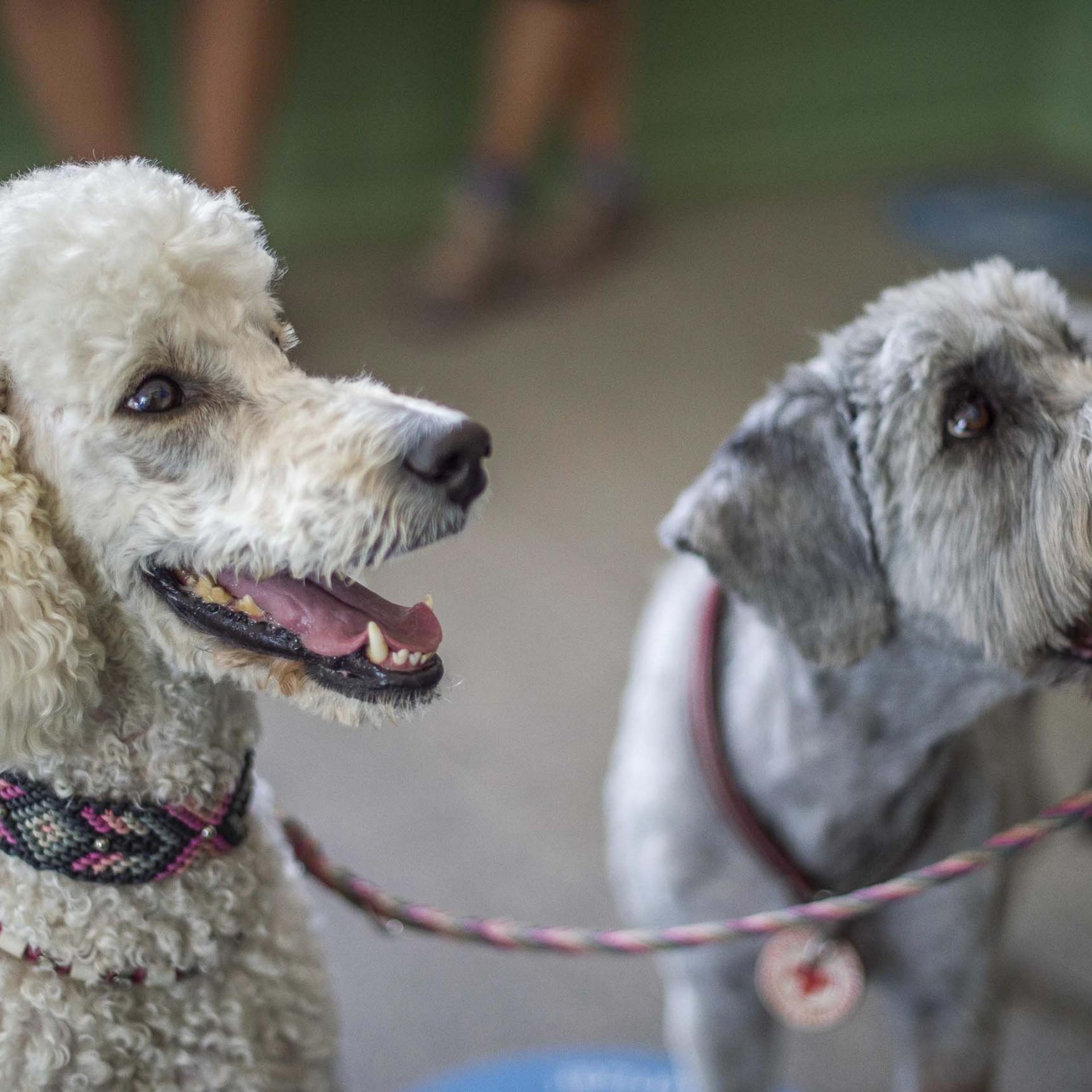 Ihr Hundehotel in Südtirol: das Hotel Mair am Ort Ihr Hundehotel in Südtirol: das Hotel Mair am Ort