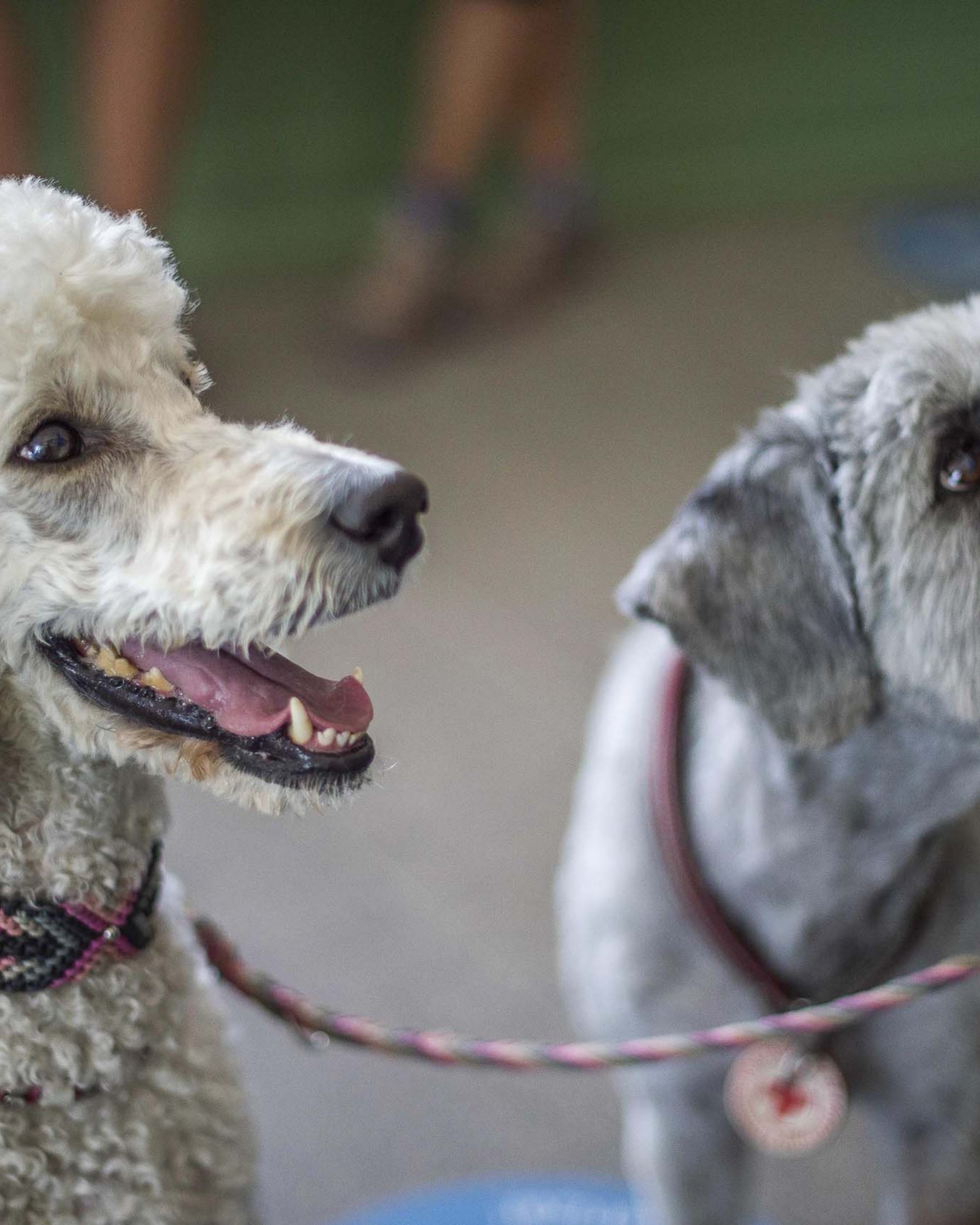 Ihr Hundehotel in Südtirol: das Hotel Mair am Ort Ihr Hundehotel in Südtirol: das Hotel Mair am Ort