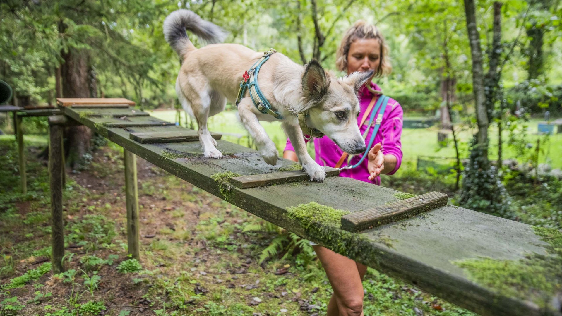Urlaub mit Hund und Betreuung in Südtirol Urlaub mit Hund und Betreuung in Südtirol