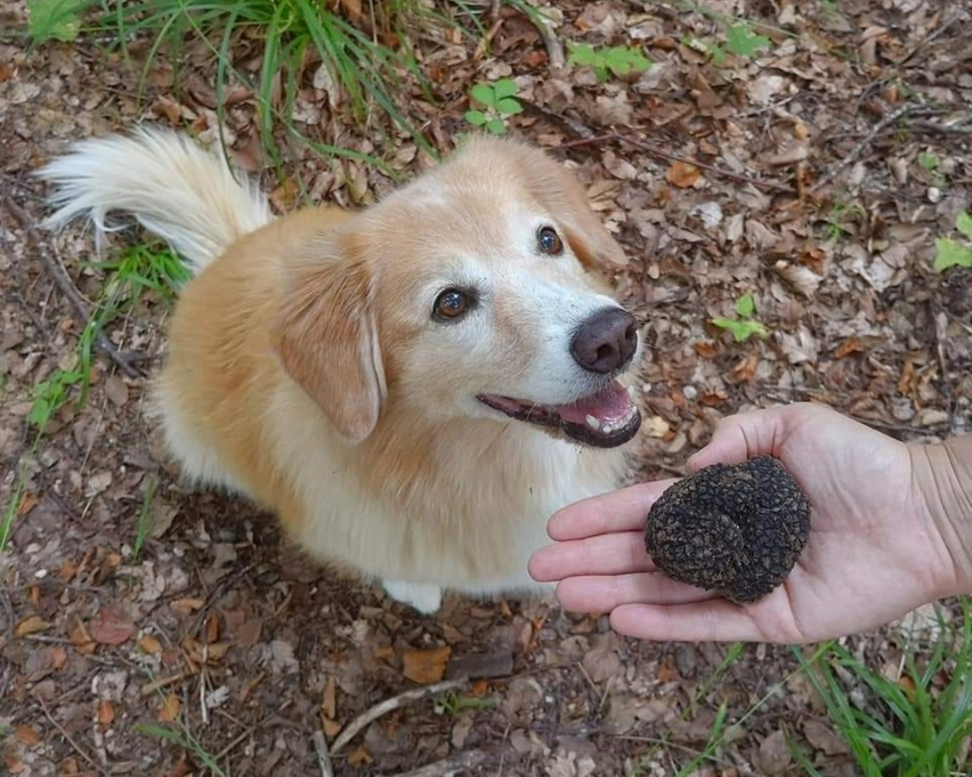 Hotel mit Hundebetreuung gesucht? Hotel mit Hundebetreuung gesucht?