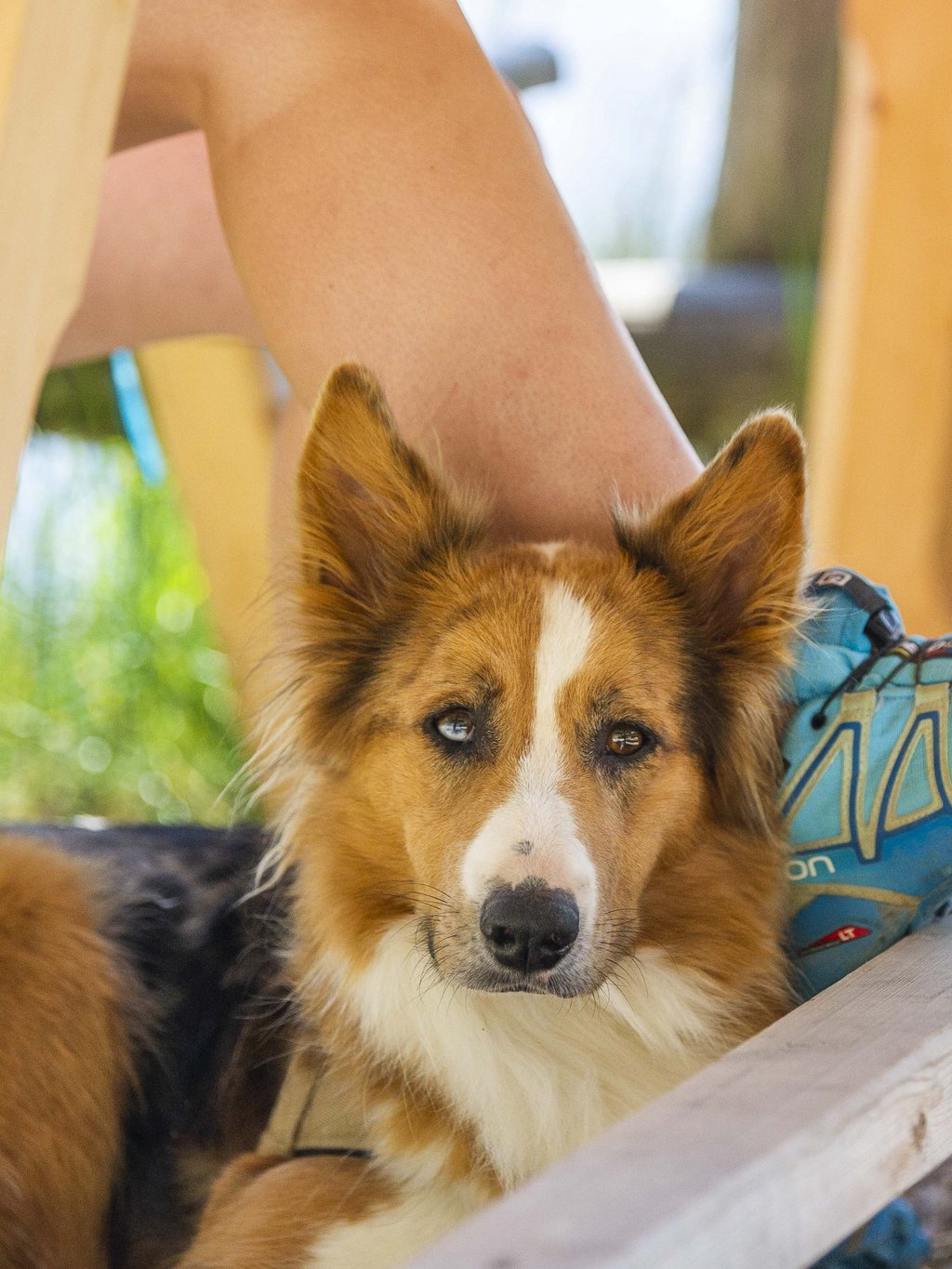 Le vostre vacanze in montagna con il cane Le vostre vacanze in montagna con il cane