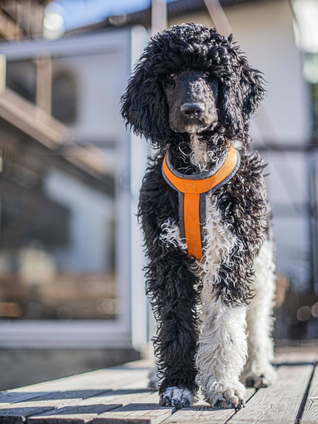 Hotelurlaub mit Hund in Dorf Tirol Hotelurlaub mit Hund in Dorf Tirol