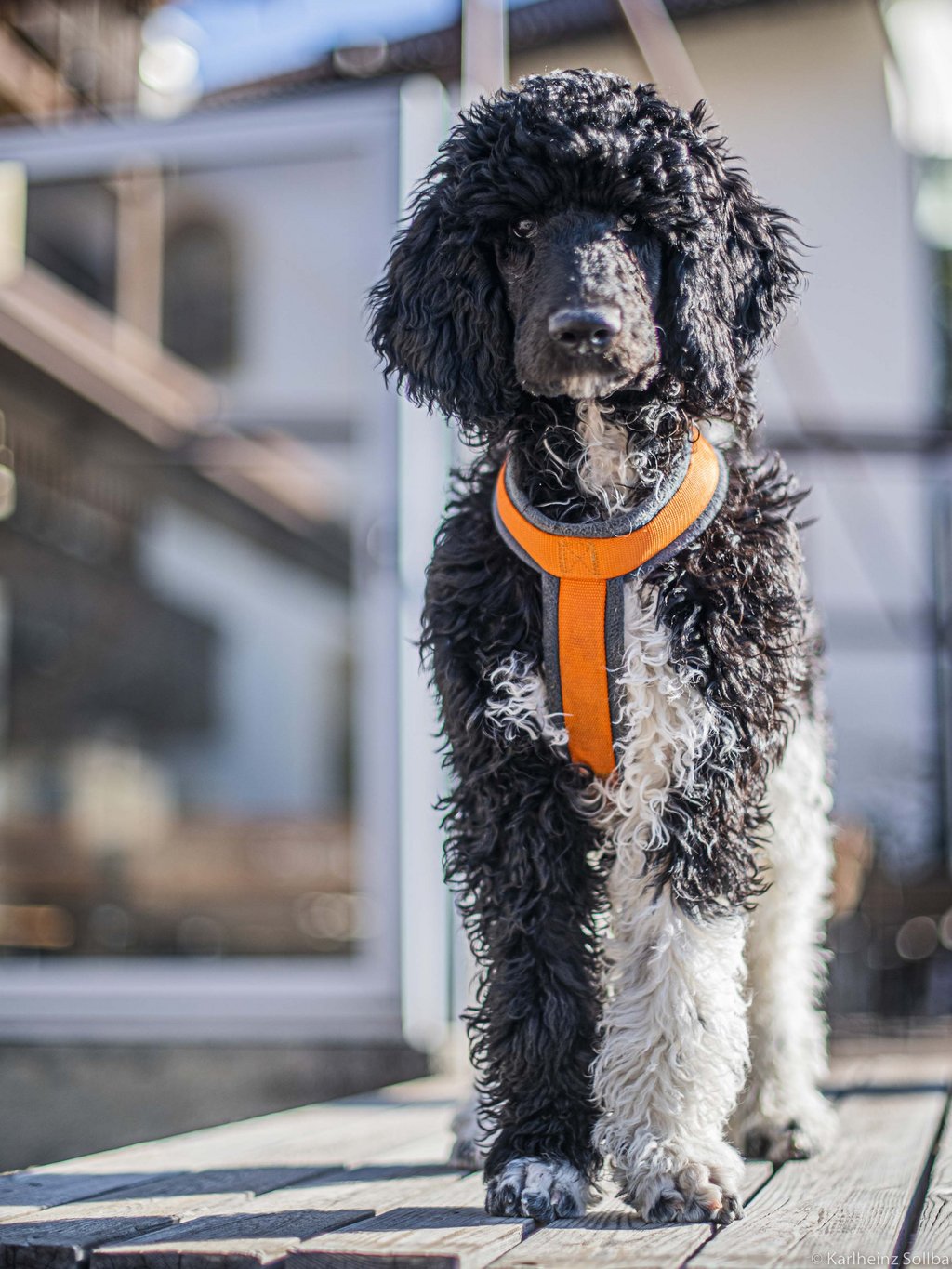 Le vostre vacanze in montagna con il cane Le vostre vacanze in montagna con il cane