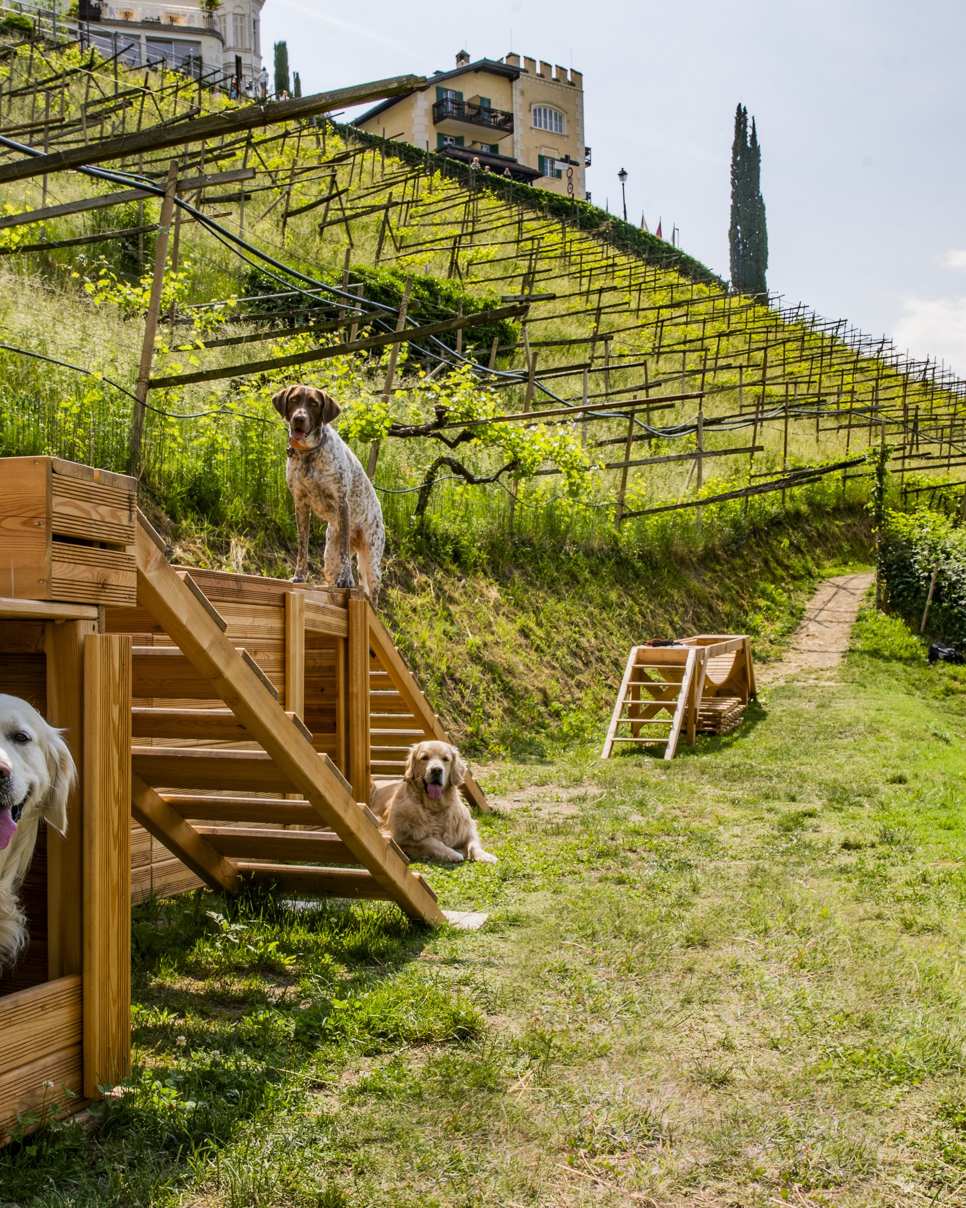 Le vostre vacanze in montagna con il cane Le vostre vacanze in montagna con il cane